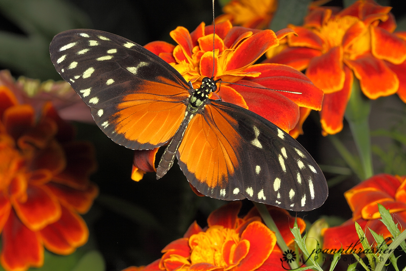My Corner Of The World Butterflies In Bloom At Dow Gardens, Midland MI