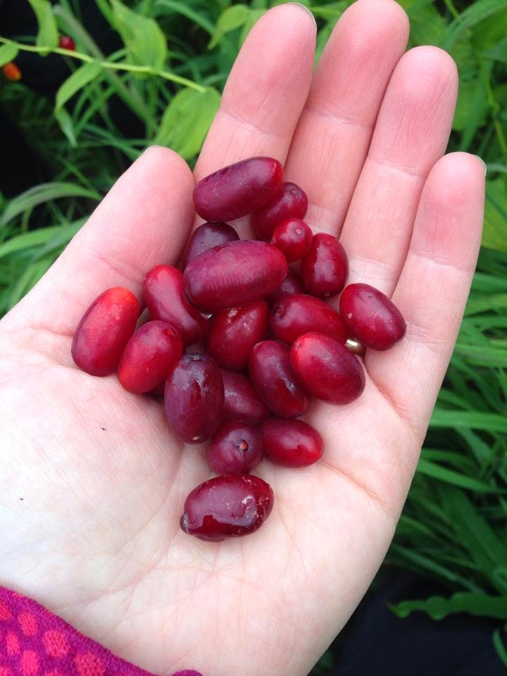 Fieldwork, Travel, and Food New Wildberry Jellies