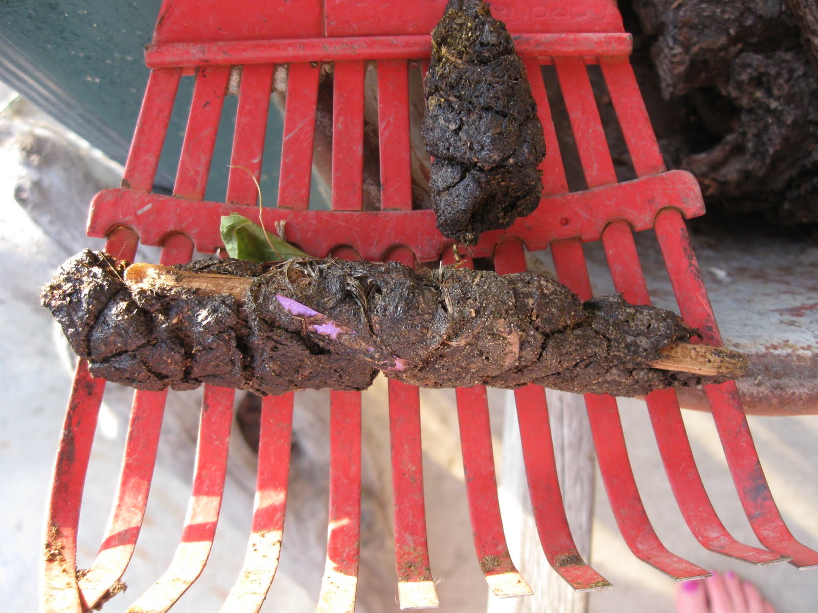 UltraGross Dog bites corndog (digestion occurs)