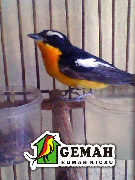 Gemah Rumah Kicau Sikatan Emas Si Imut Cantik Nan Merdu