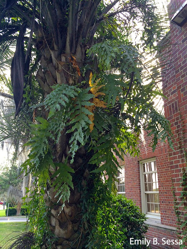 Viburnum Tinus For A Border