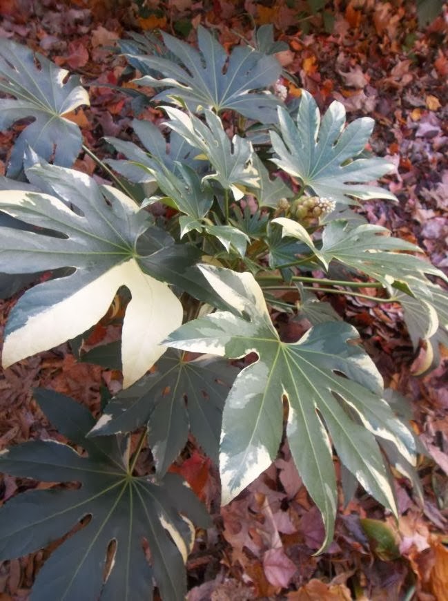 Planting Shrub Autumn Stock Photos Planting Shrub Autumn Stock