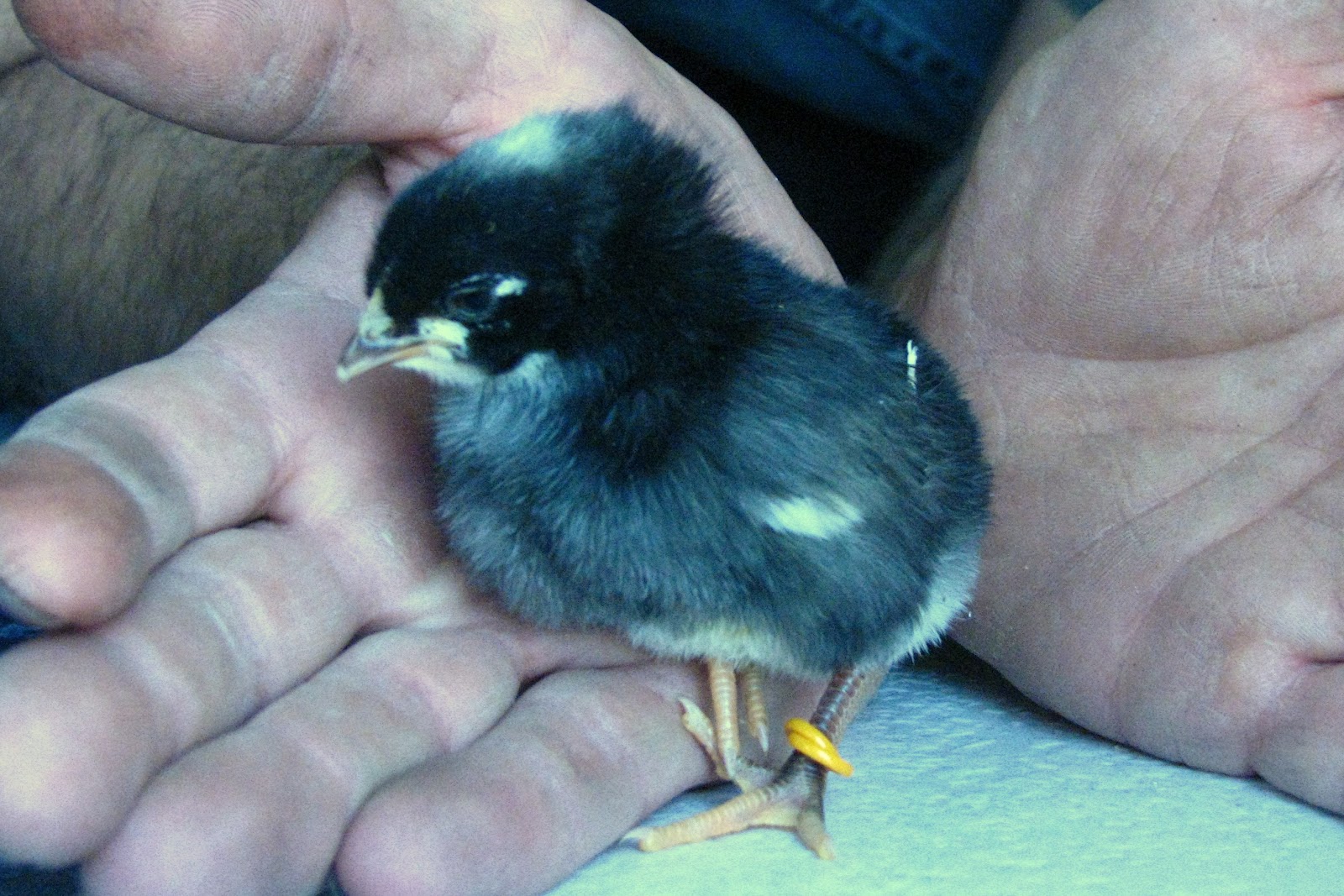 Anderson Family "Farm" Project Name that Chick