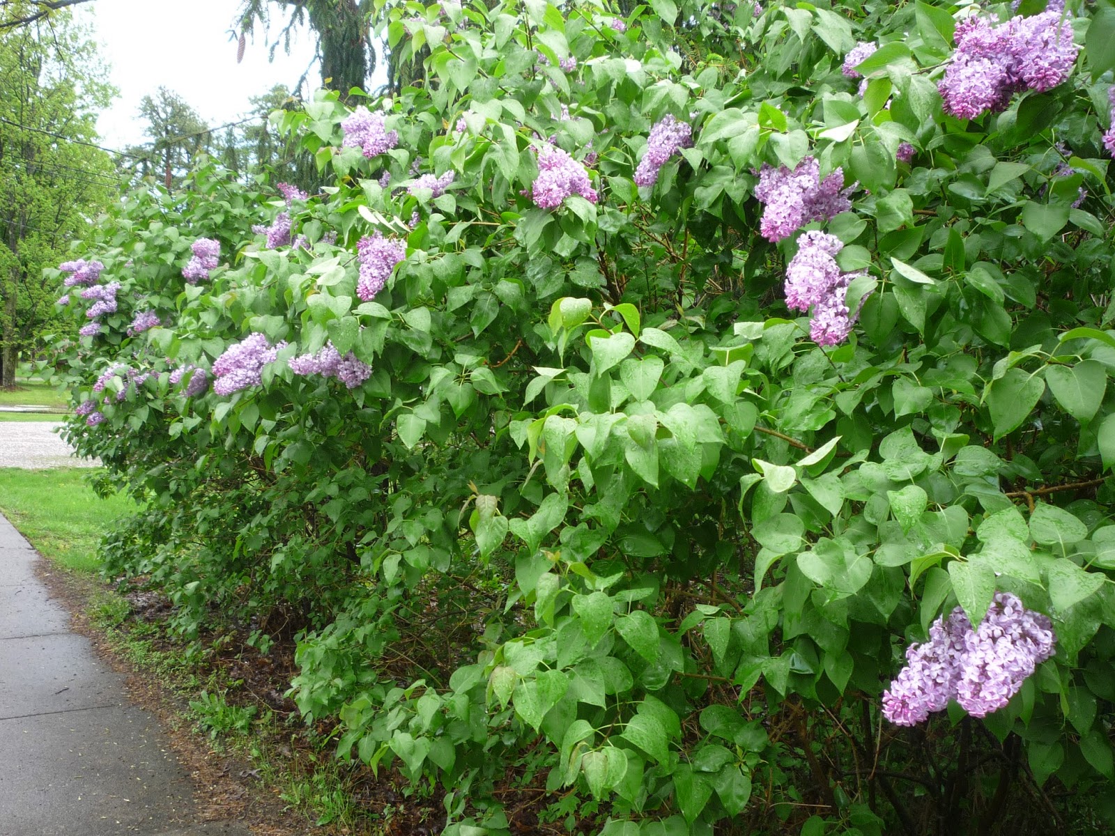 Lilacs on Memorial weekend. South Burlington, Vermont South