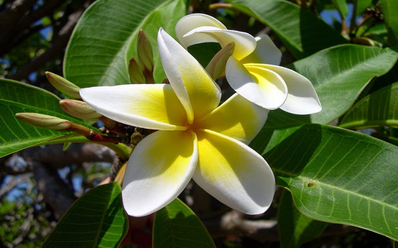 Plumeria Flower Desktop pics Plumeria Flower Desktop pics