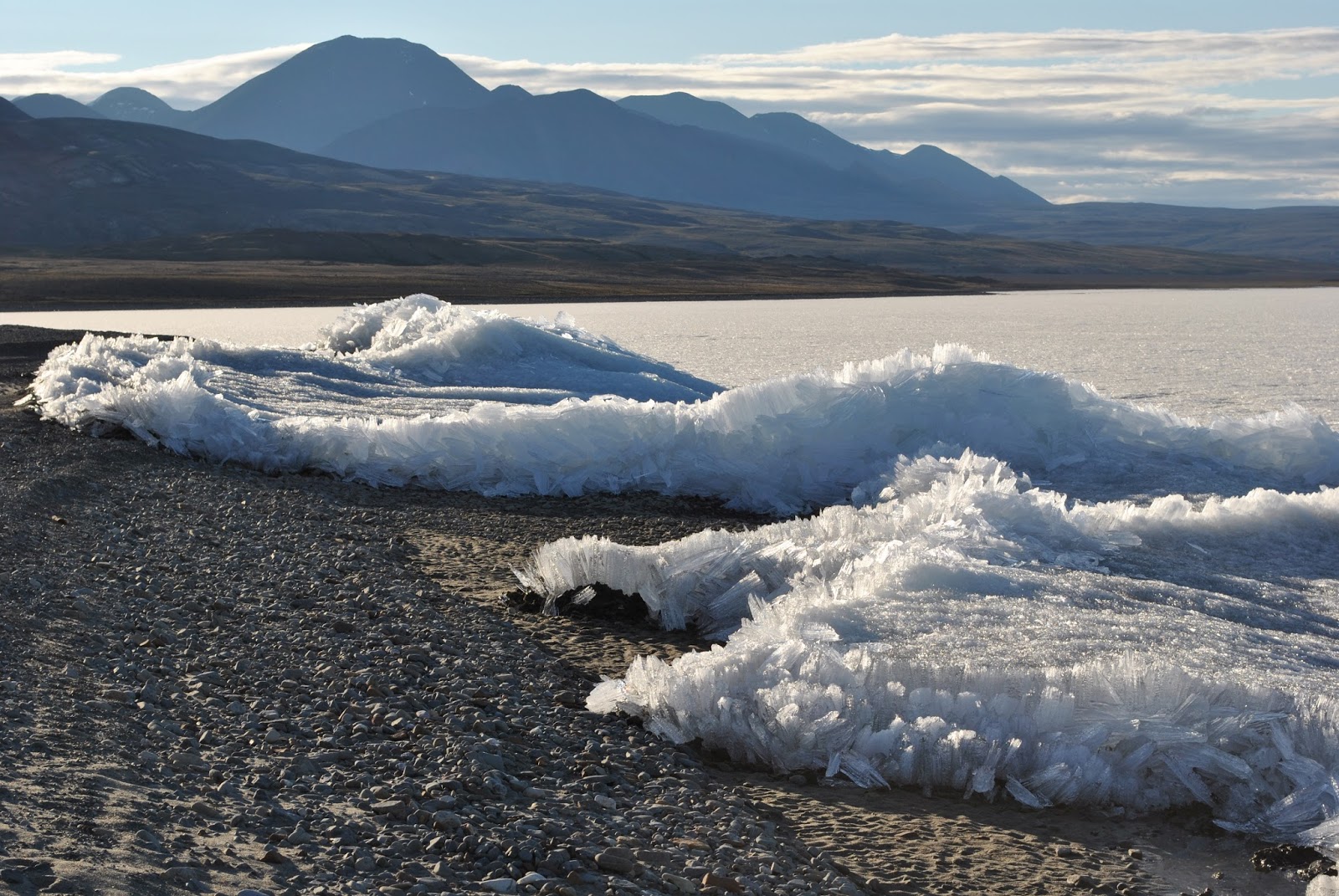 Plant Phenology Introducing Lake Hazen