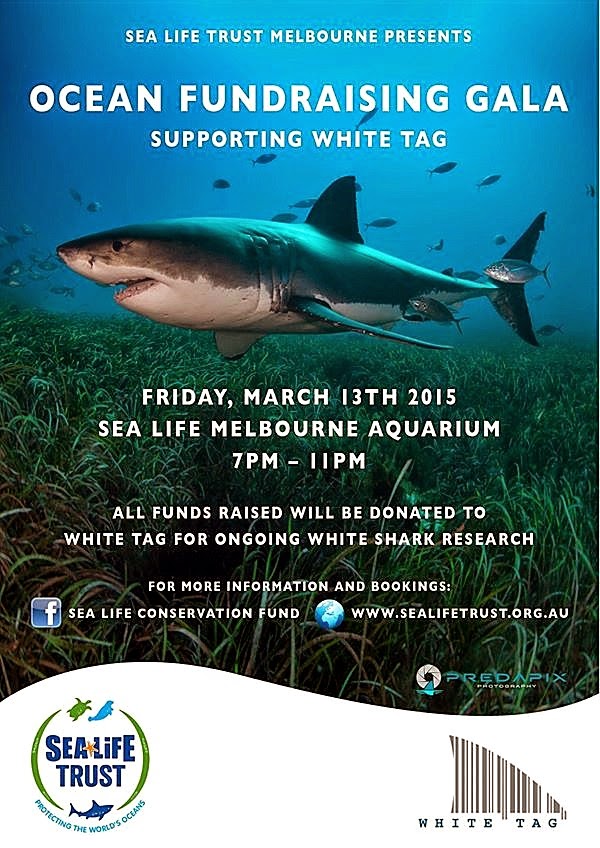 The Best Shark Dive in the World! Melbourne Aquarium Ocean Fundraiser!