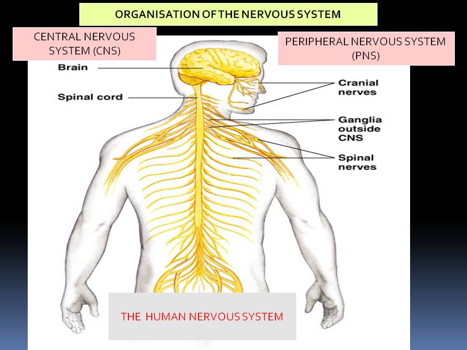 Biology: ROLE OF NERVOUS SYSTEM