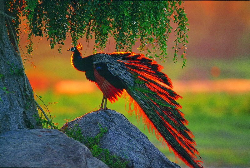Hd Wallpapers For Desktop Beautiful Peacock Wallpapers Hd | desktop hd wallpapers free downloads peacock bird hd Hd Wallpapers For Desktop Beautiful Peacock Wallpapers Hd | desktop hd wallpapers free downloads peacock bird hd