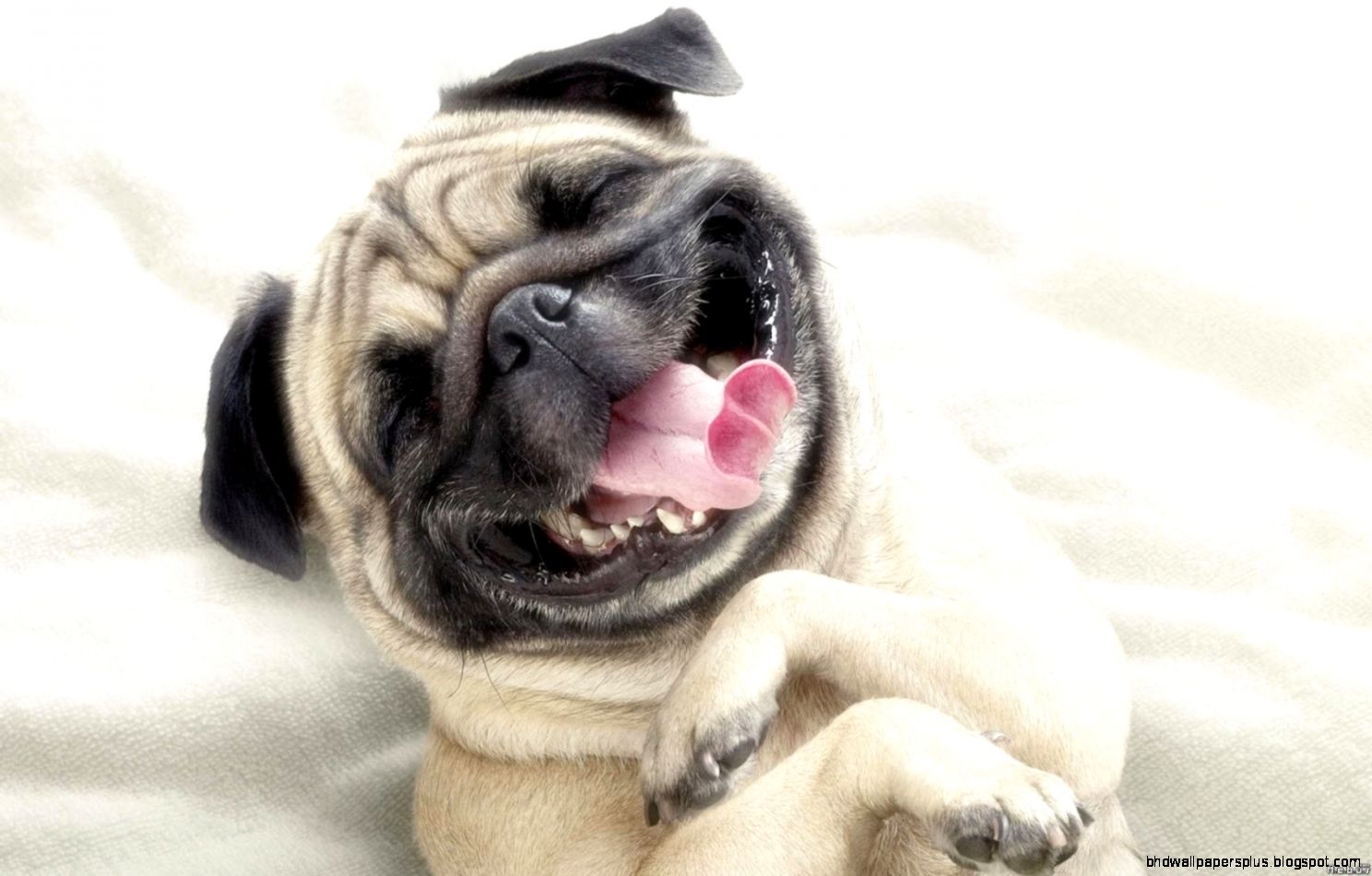 Funny Picture Animals 19 HD Images Wallpapers HD Image Wallpaper Funny Picture Animals 19 HD Images Wallpapers HD Image Wallpaper