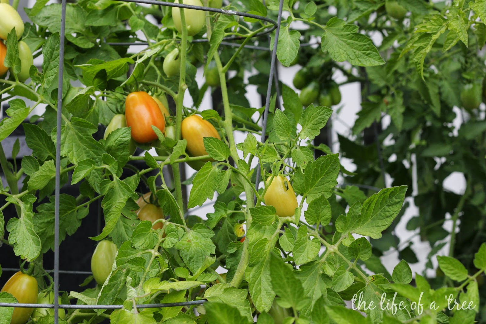 The Life of a Tree Quite a Lot of Tomatoes! The Life of a Tree Quite a Lot of Tomatoes!