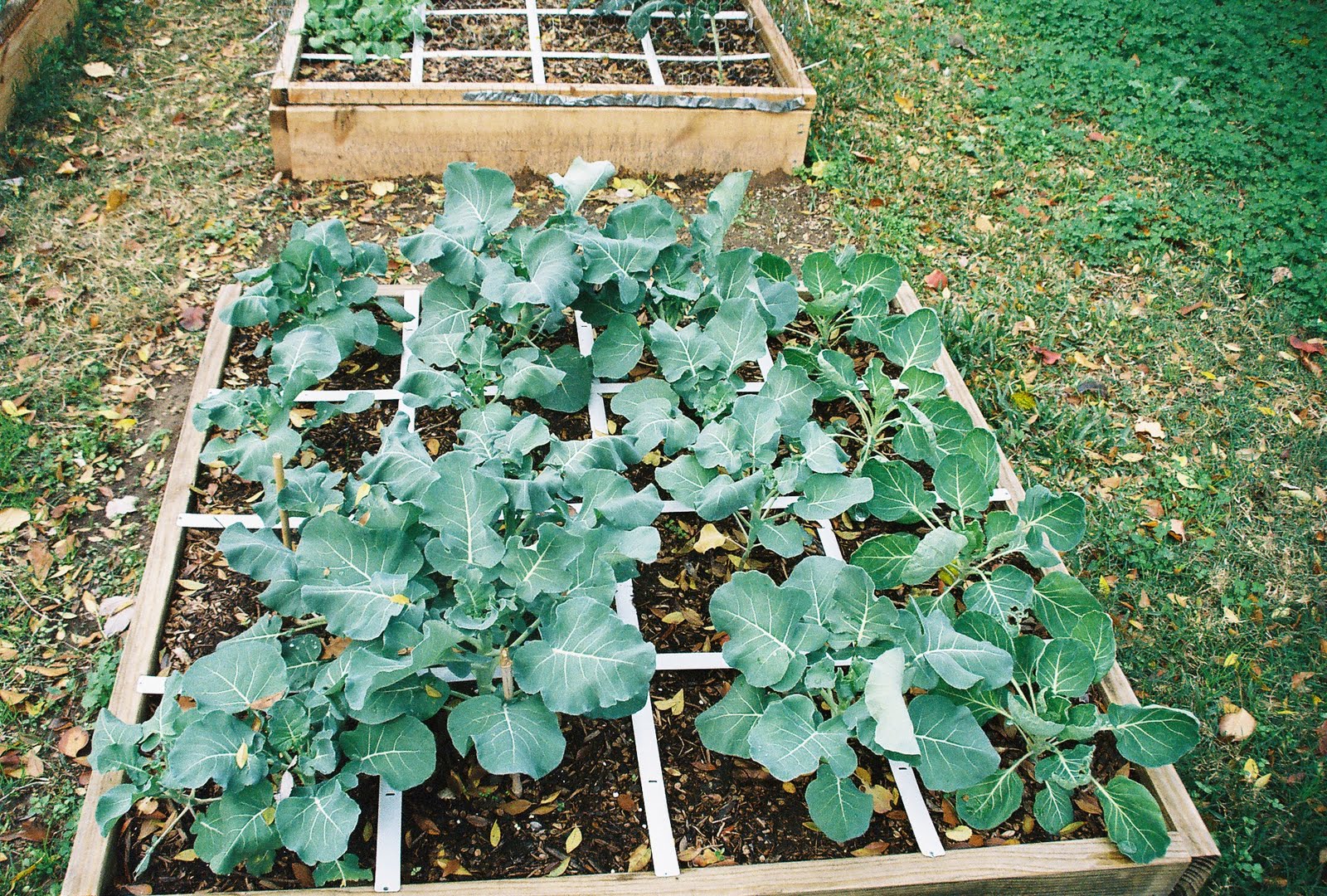 We Do Things Different Here in Texas: The Winter Garden