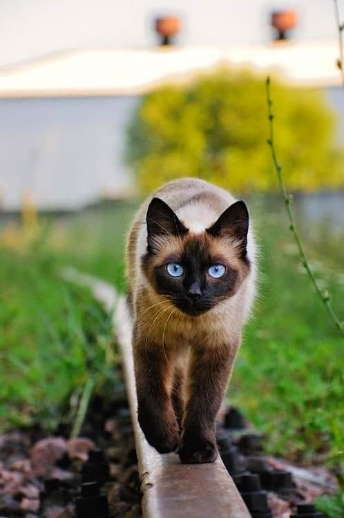 Top 5 of the Most Affectionate Cat Breeds