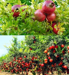 How to Starting Your Own Pomegranate Farming Business