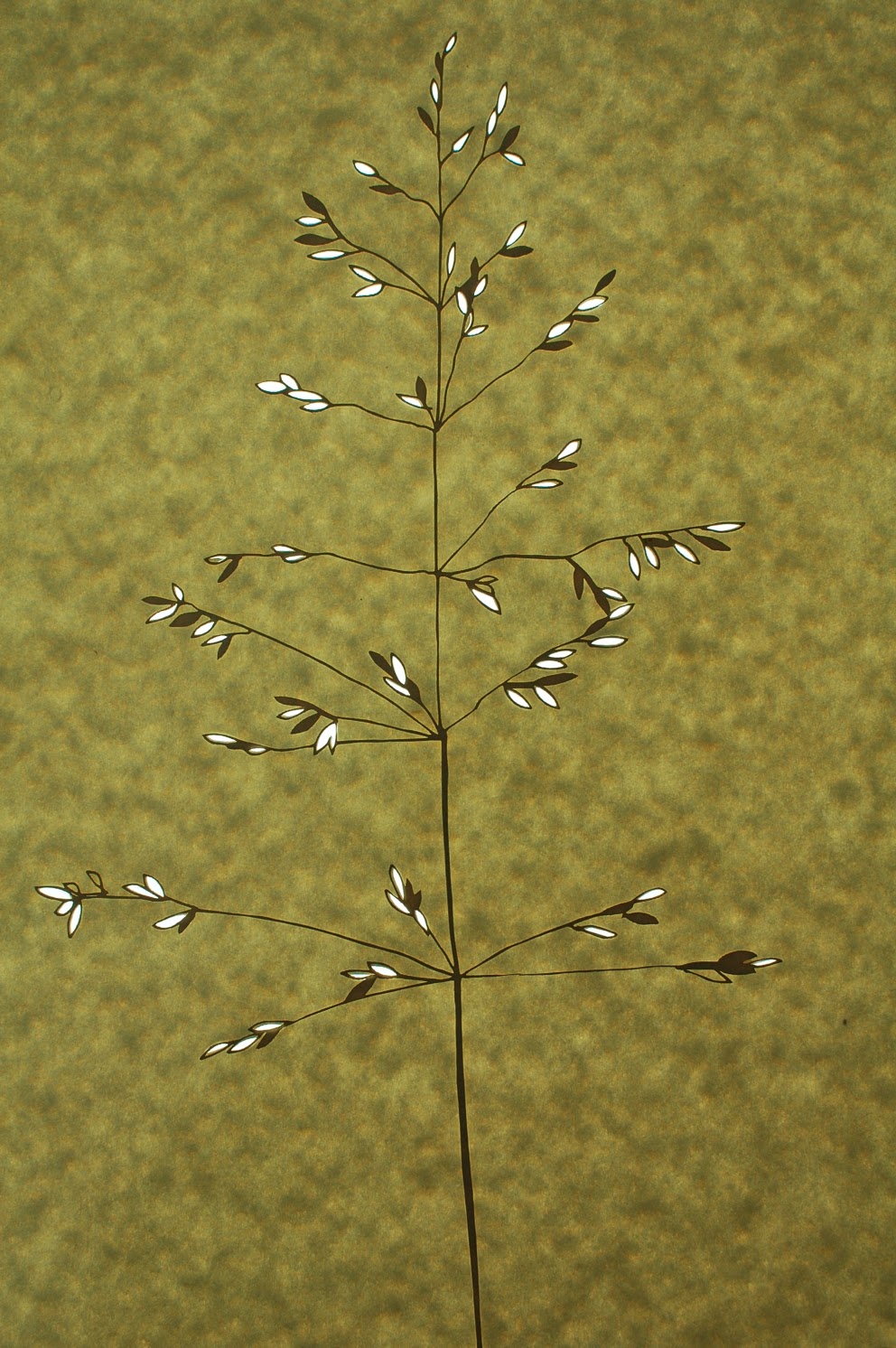 Hannah Nunn Paper Grasses