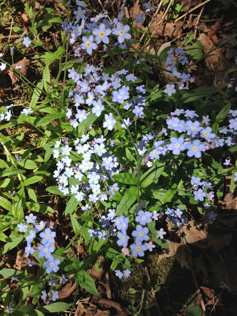 Mariette S Back To Basics Mackinac Island Michigan Flora