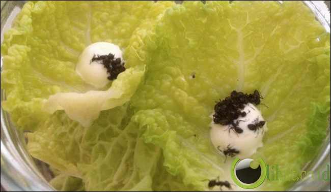 Salad Noma Salad Noma