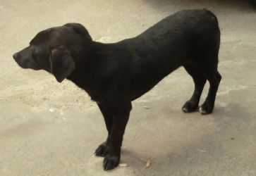 Addestramento Ed Educazione Dei Cuccioli E Del Cane Adulto Problemi