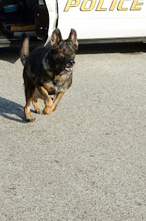 Patrol dog on the run.