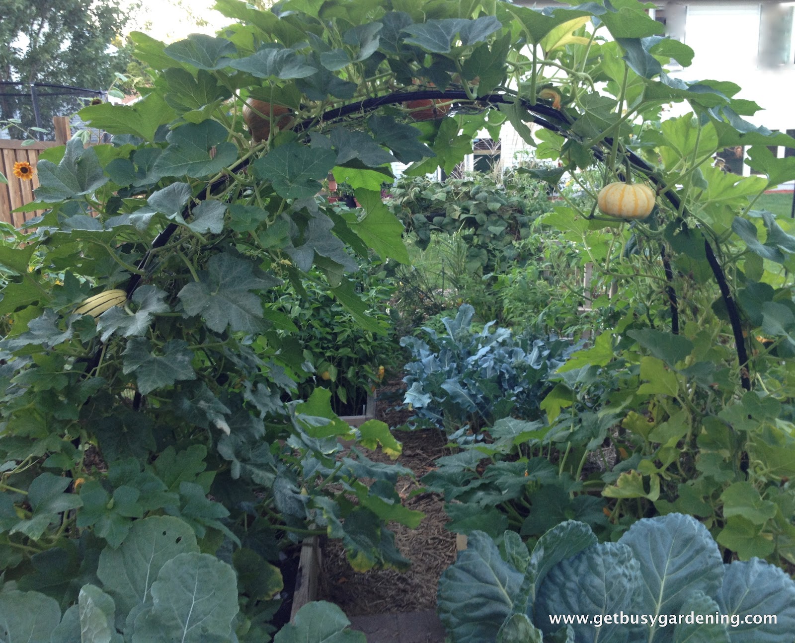 Squash Arch Update Get Busy Gardening