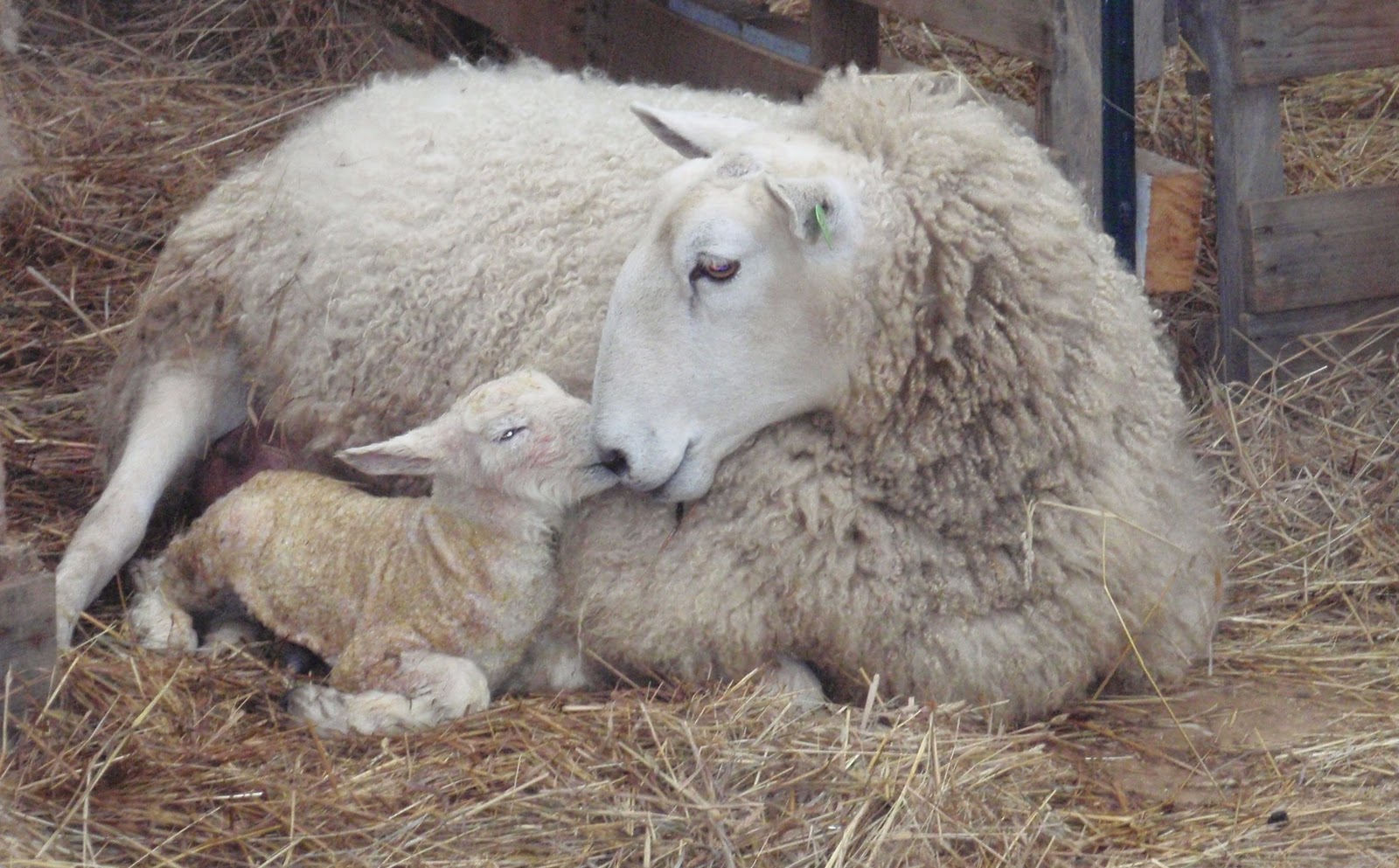 Lamb Being Born