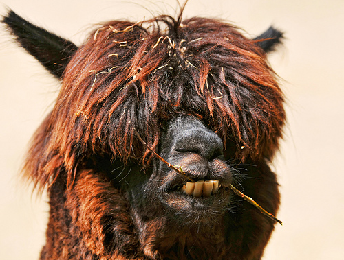 Llama Funny Face
