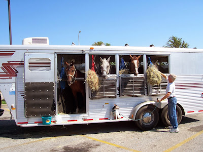 Horses For Sale In Nebraska On Craigslist