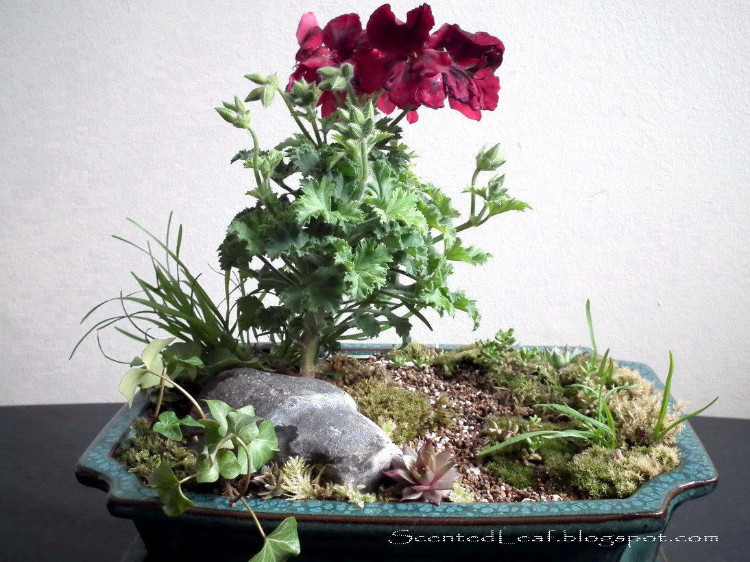 Scented Leaf 2011 Plant Sale of the Canadian Geranium and Pelargonium
