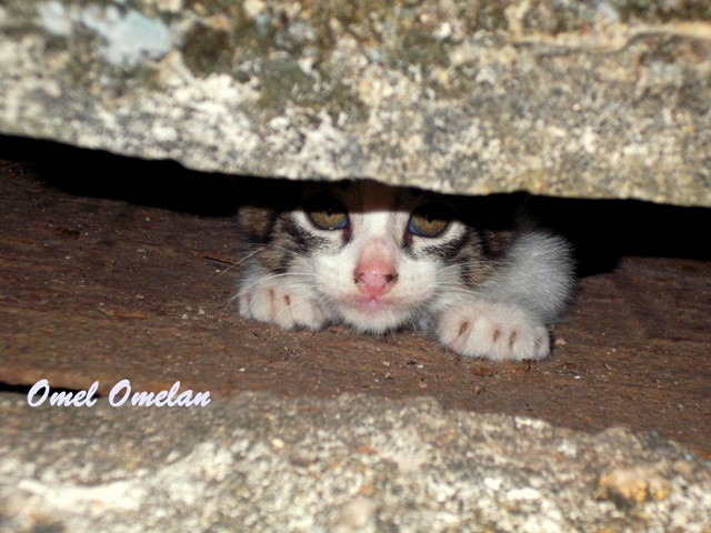 Omel Omelan: August 2012