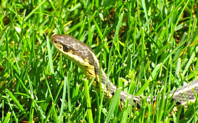 snake+in+the+grass.jpg