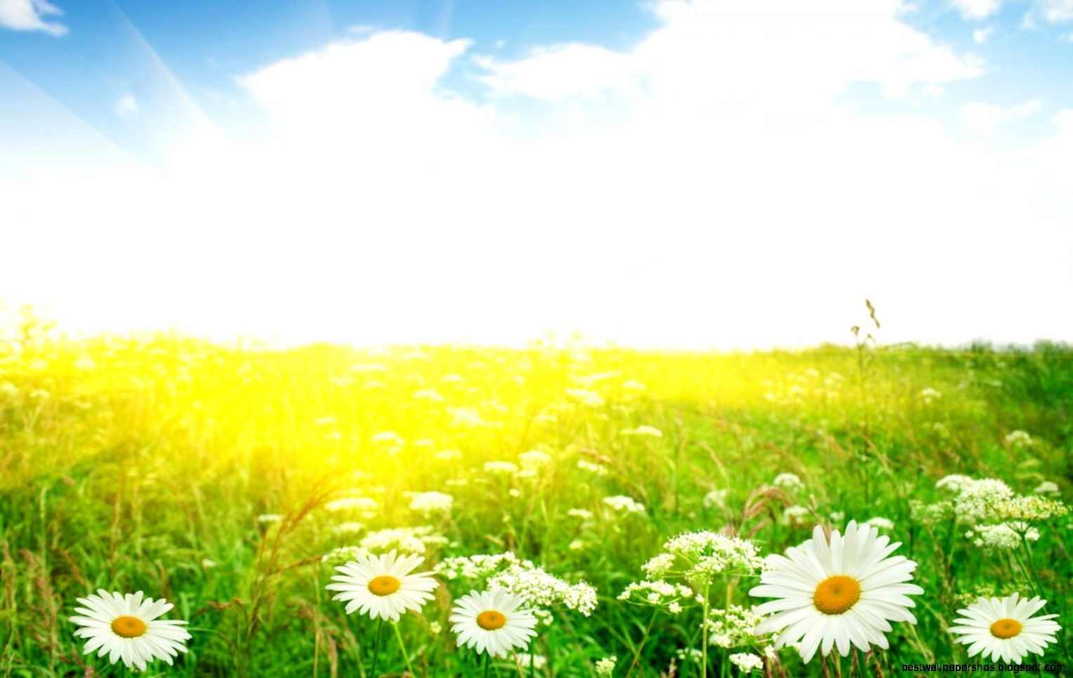 Summer Flowers in the Field widescreen wallpaper Summer Flowers in the Field widescreen wallpaper