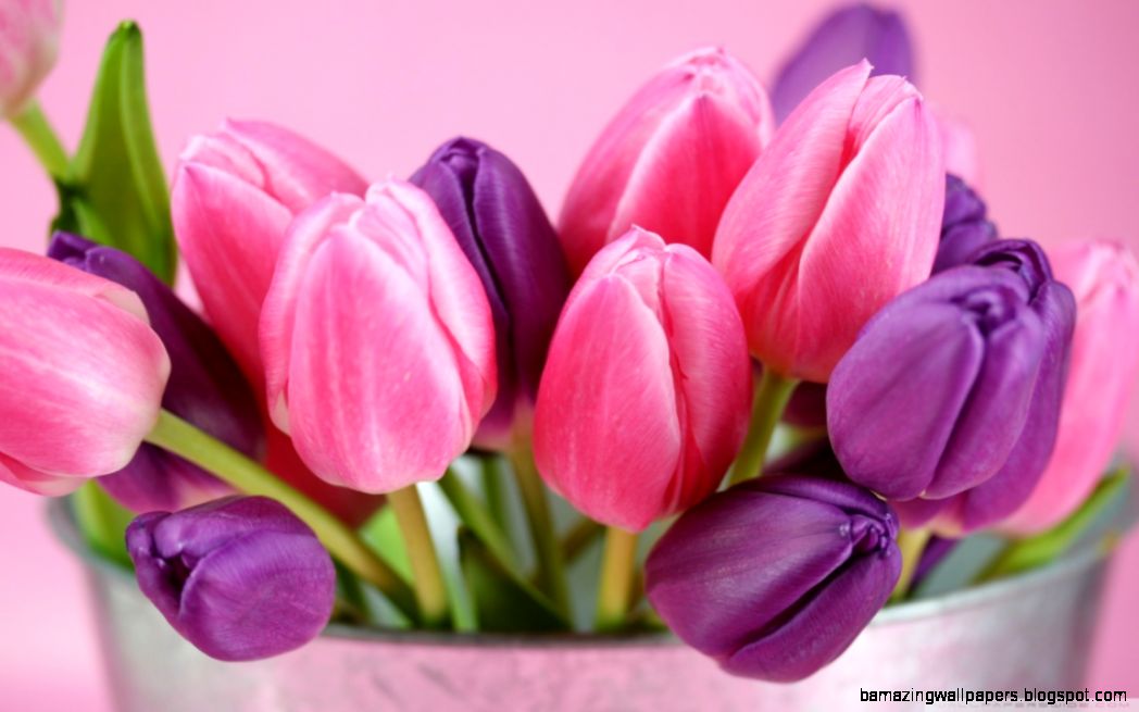 Pink And Purple Tulips HD desktop wallpaper High Definition Pink And Purple Tulips HD desktop wallpaper High Definition