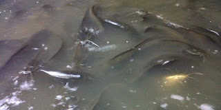 Tips Ternak : Budidaya Ikan Lele Dumbo
