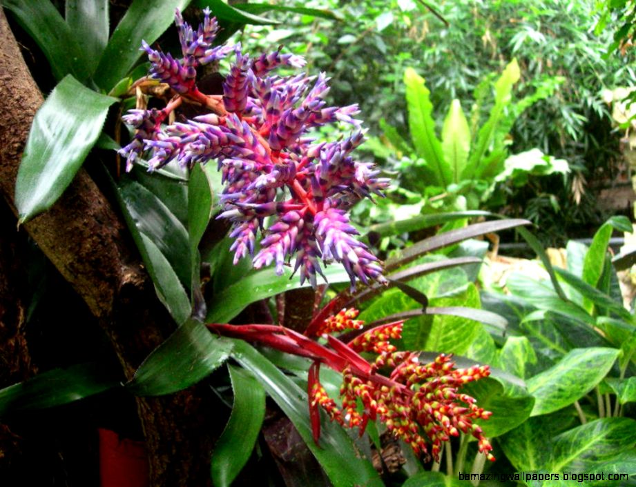 Plants That Live In Tropical Rainforest  Home Interior Design Plants That Live In Tropical Rainforest  Home Interior Design