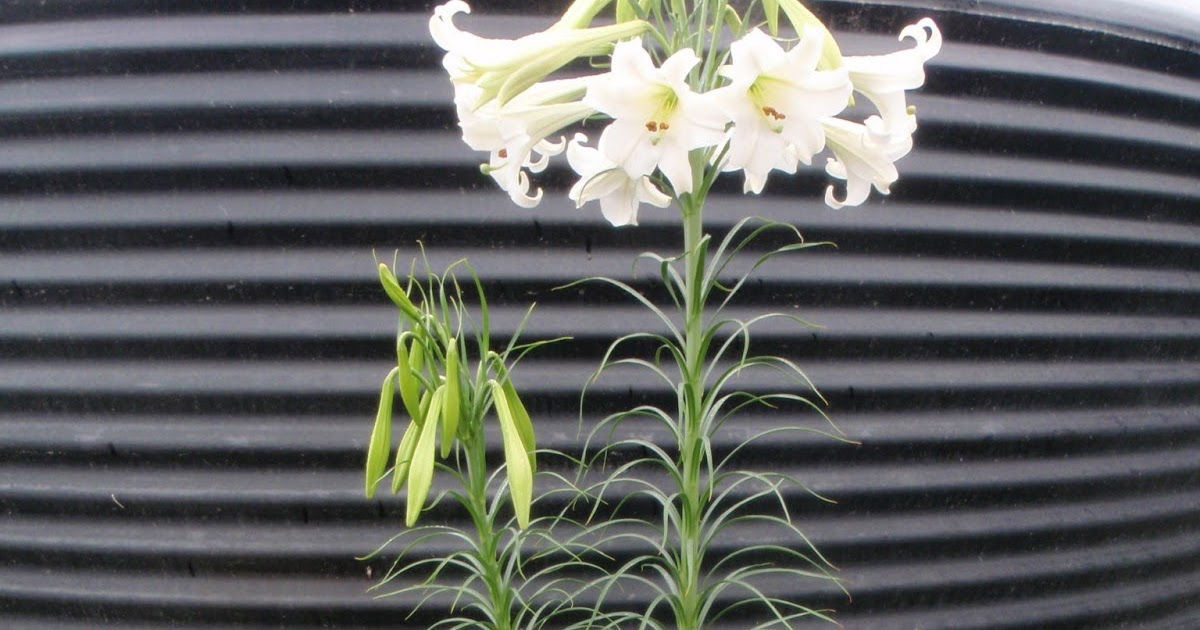 cabbage tree farm Tall white Japanese lily