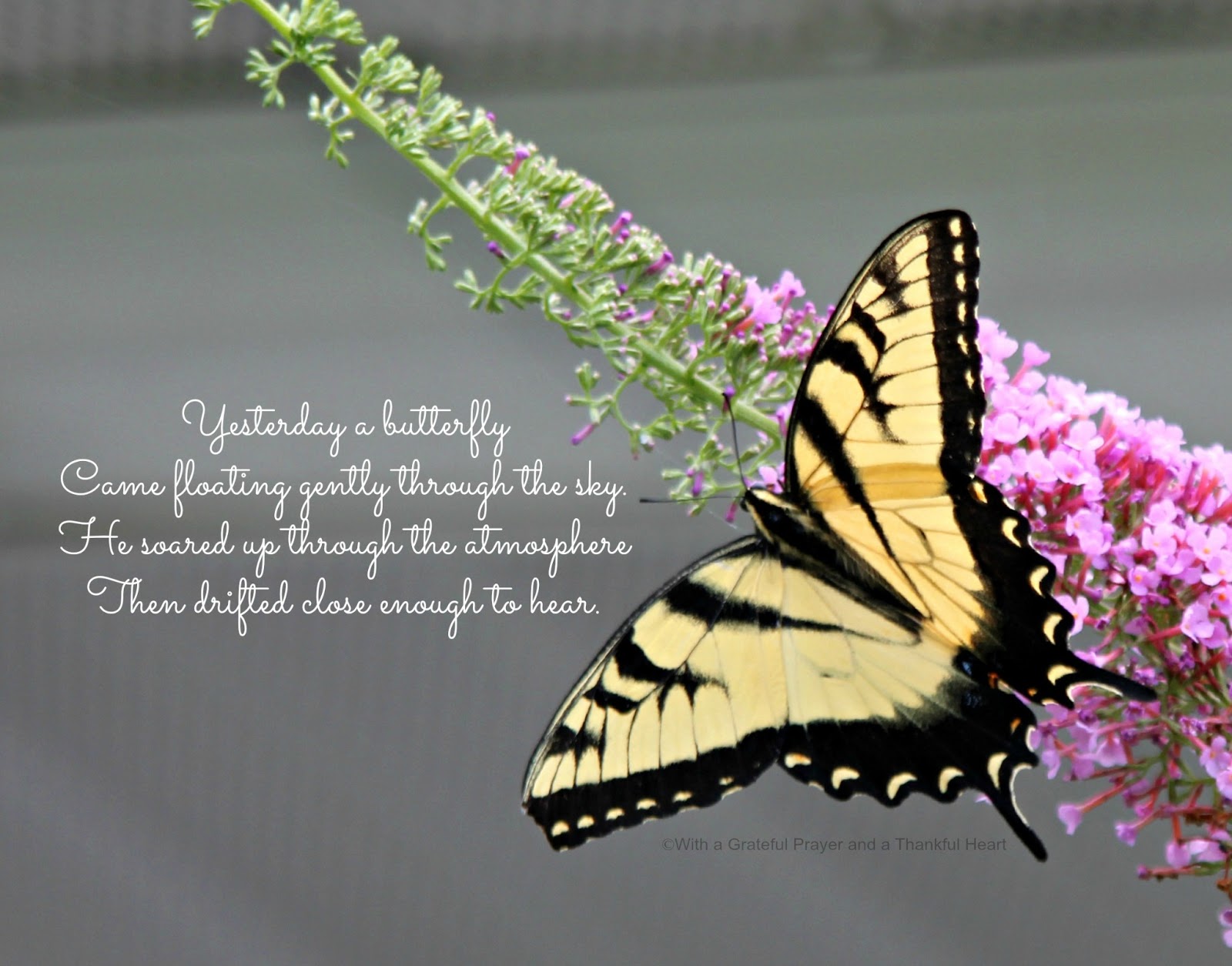 Quotes Sayings Yellow Butterflies. QuotesGram