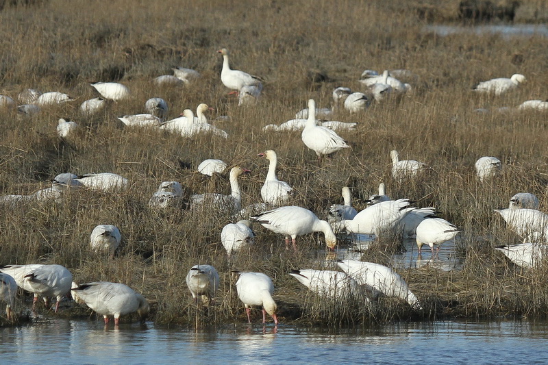 Birding Is Fun! Snow Geese Maybe Too Successful