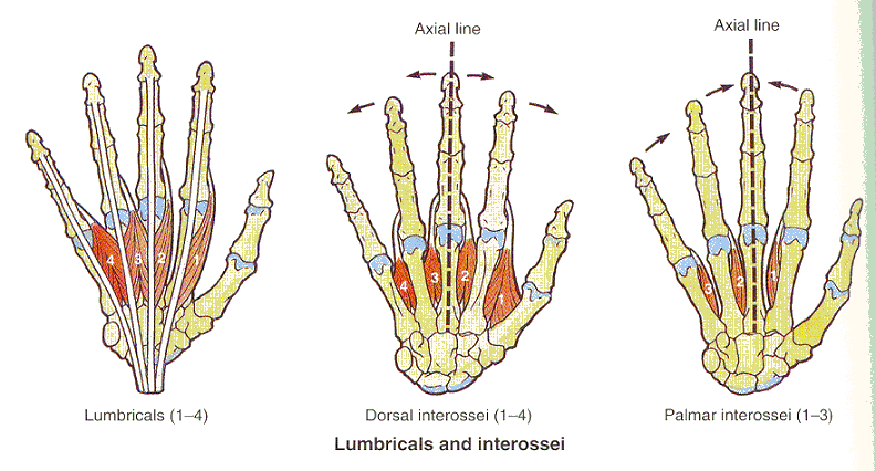 Physio Health: Finger and Hand Anatomy, and Grip
