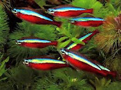 CARDINAL TETRA