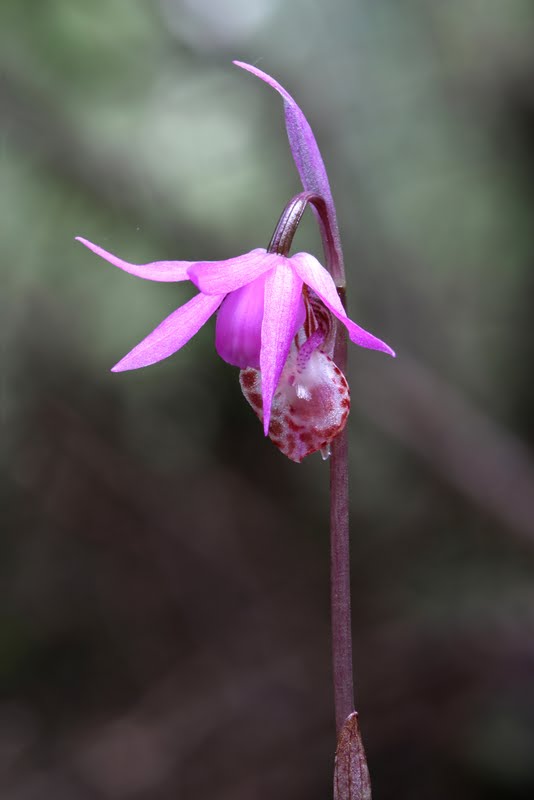 Native Orchids of the Pacific Northwest and the Canadian Rockies