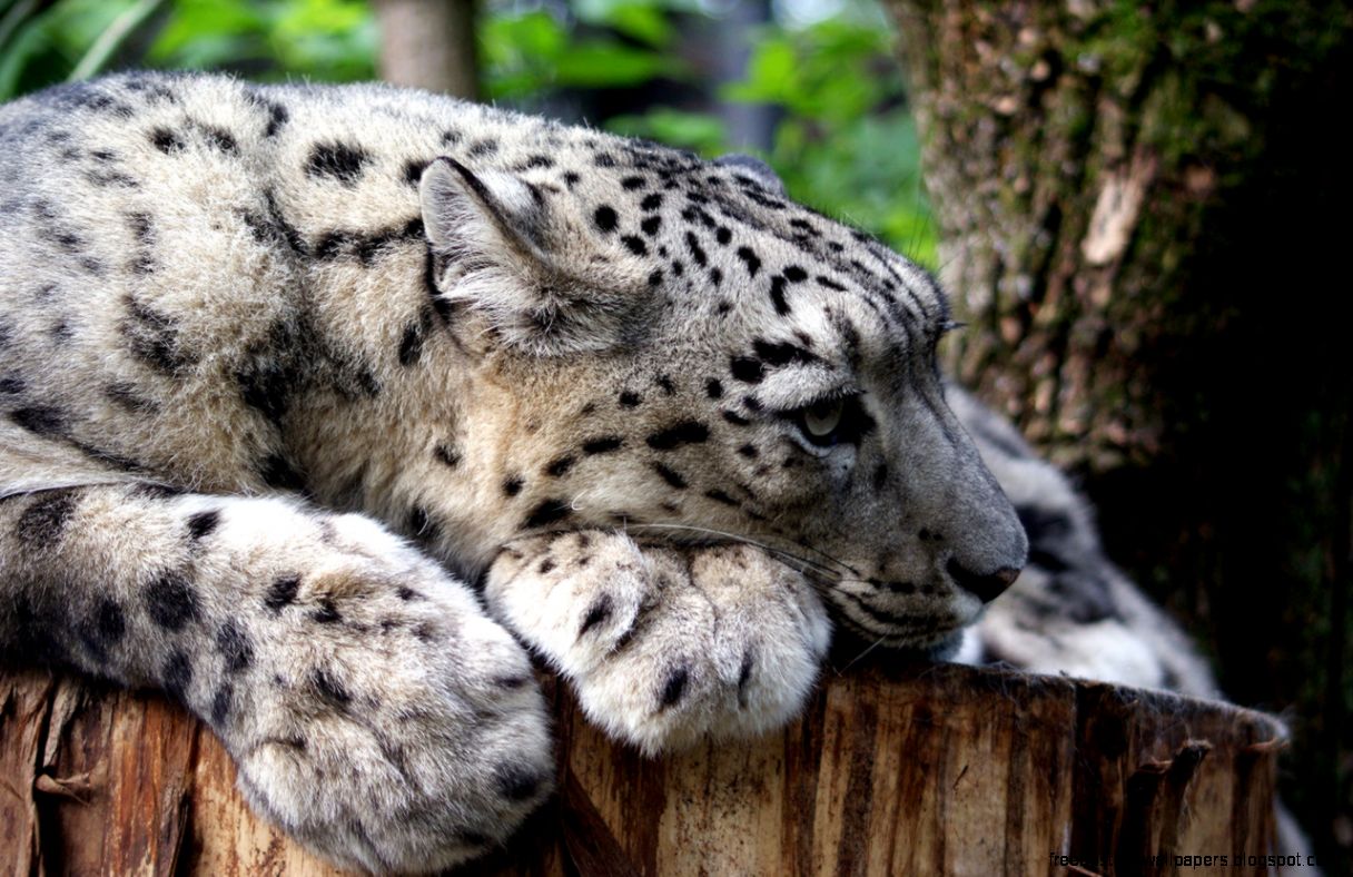 Snow Leopards Snow Leopards