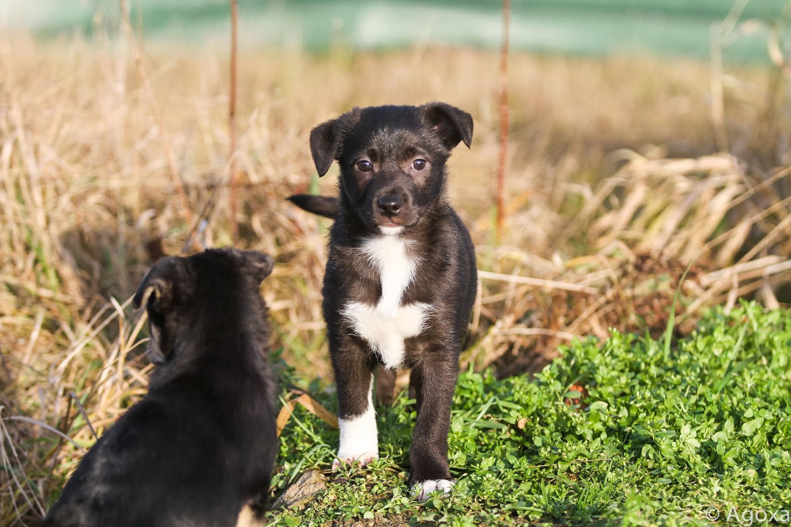 AGOXA FCI Pieski do oddania za darmo