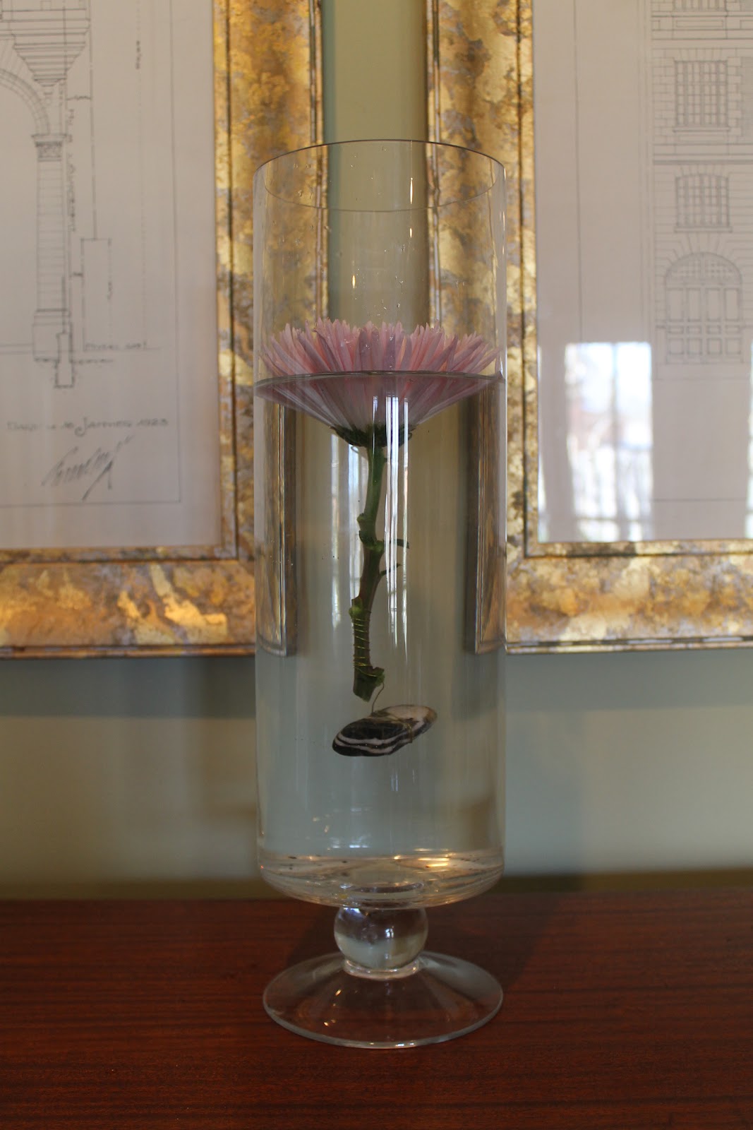 Miss Kopy Kat Submerging Flowers