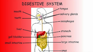 CEIP SAN JOSÉ DE CALASANZ: DIGESTIVE SYSTEM DIAGRAM