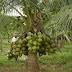 “Dầu dừa” Trợ thủ tuyệt vời của sức khỏe và sắc đẹp