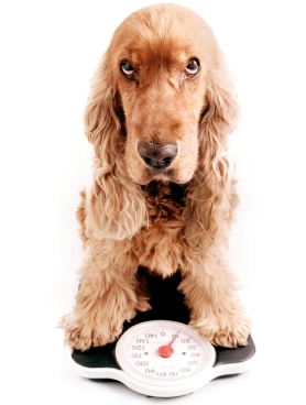 how much will my puppy weigh canadavet how much should my weigh how much will my puppy weigh canadavet how much should my weigh