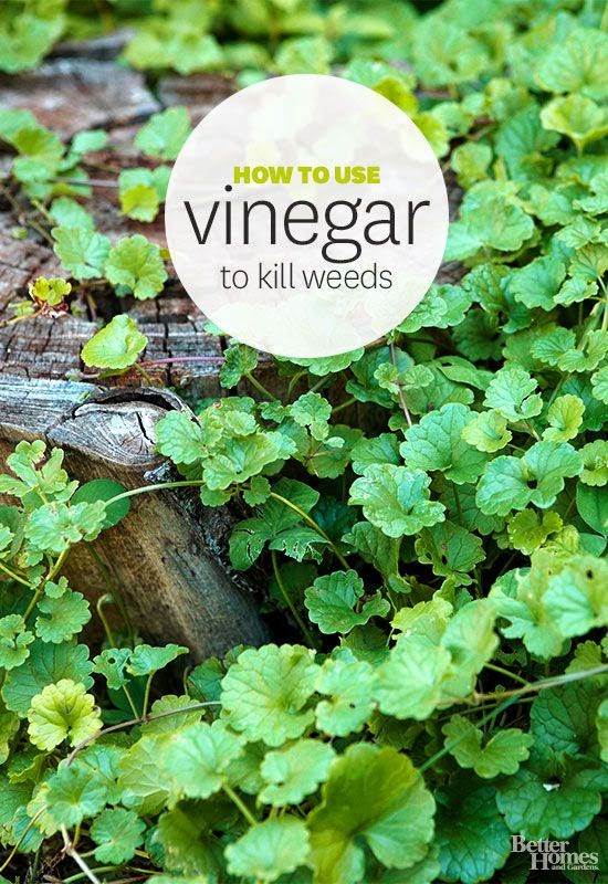 Vinegar as Weed Killer Stunning Things