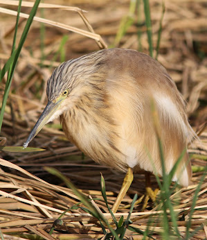 Squacco Heron