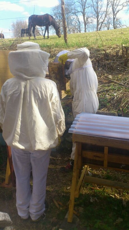 Che Guebee Apiary One Colony Moved Into The Horizontal Top Bar Hive