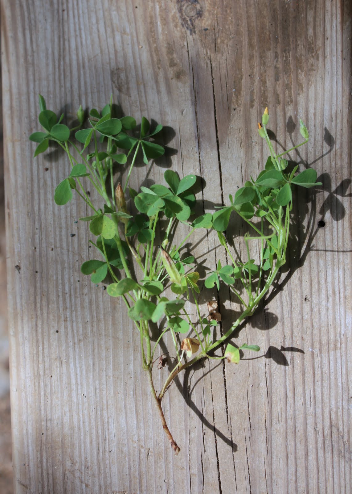 lil fish studios Pineapple Weed and Yellow Sorrel jelly